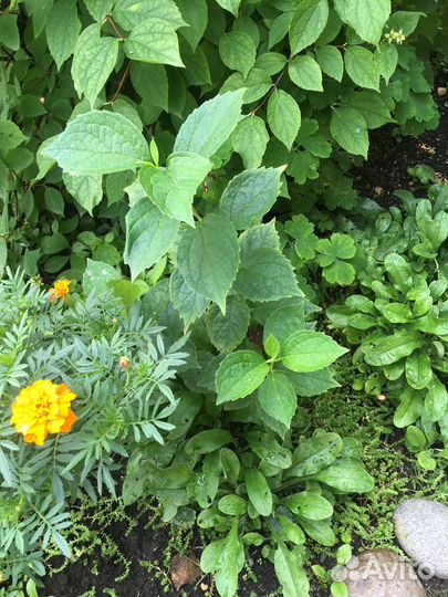 Саженцы жасмина