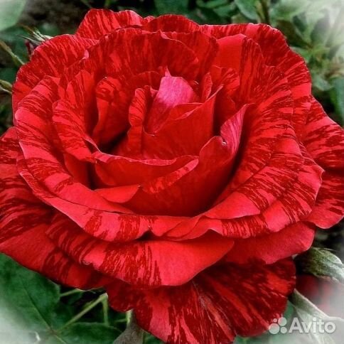 Роза чайно-гибридная Ред Интуишн (Red Intuition)