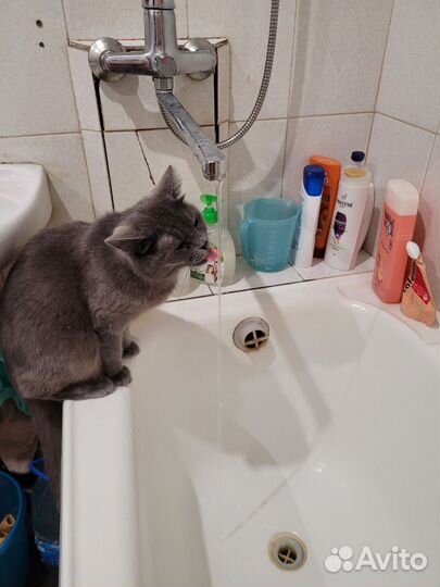 Отдам кошечку в добрые руки