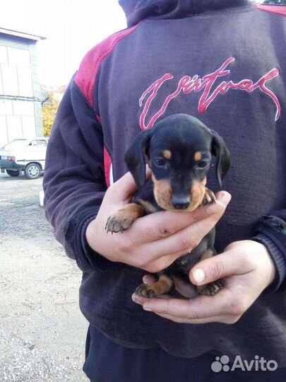 Щенки мини таксы