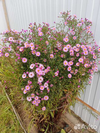 Астра (октябринки)