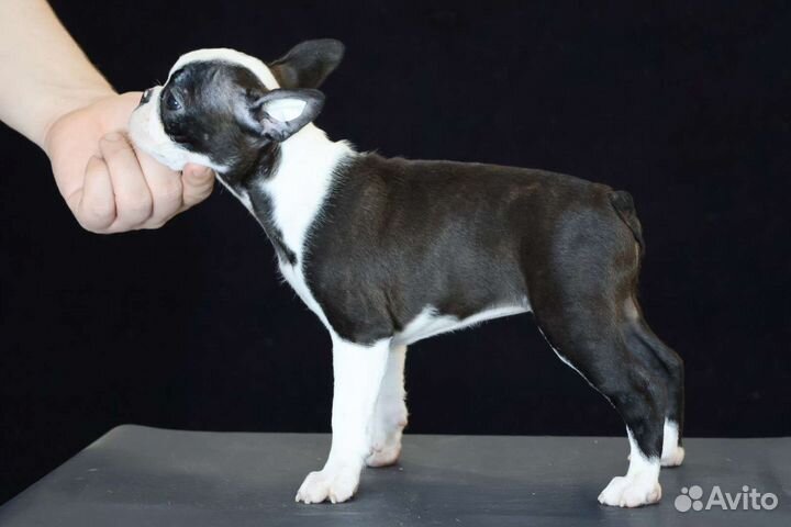 Щенки бостон-терьера