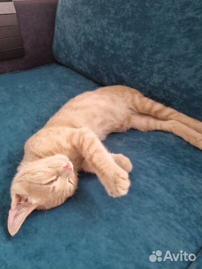 Машу вам лапкой и очень жду котородителей