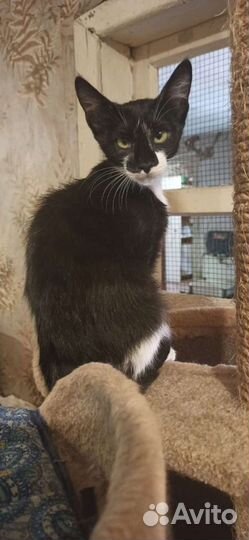 Не обычный Котик в добрые руки