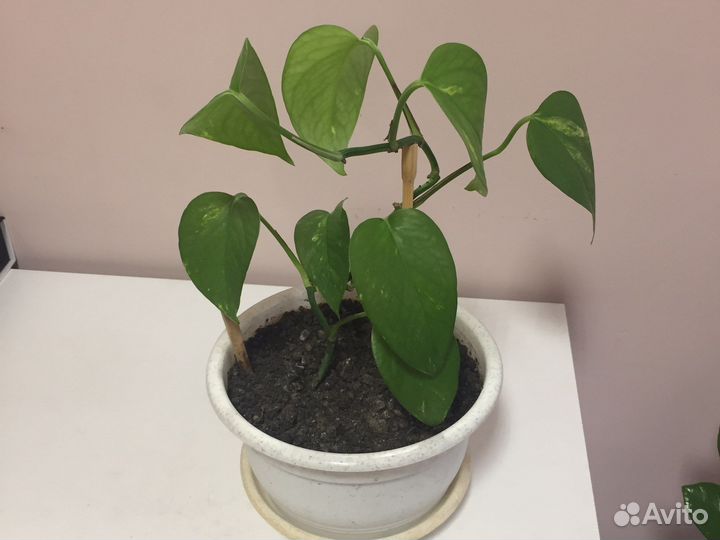 Сциндапсус