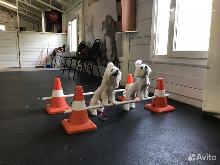 Кинолог. Дрессировка собак