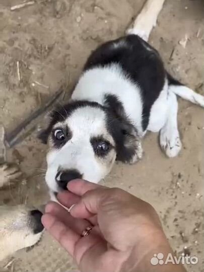 Щенок в добрые руки