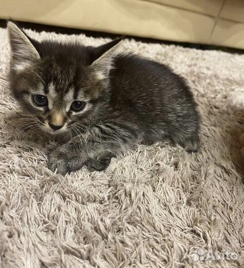 Котята - Крысоловки