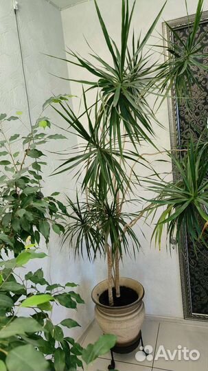 Драцена/цветок комнатный/дерево/фикус