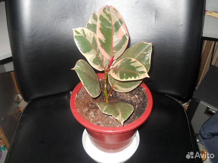 Домашние цветы