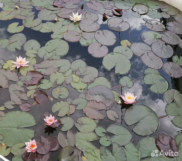 Нимфеи для пруда
