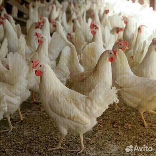 Куры молодки несушки доминант
