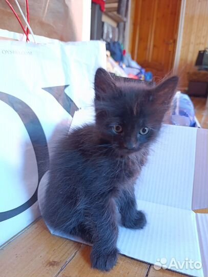 Кошка котенок котик
