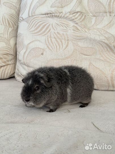 Морские свинки (Лункария / Тедди)