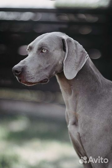 Замечательные щенки веймаранера