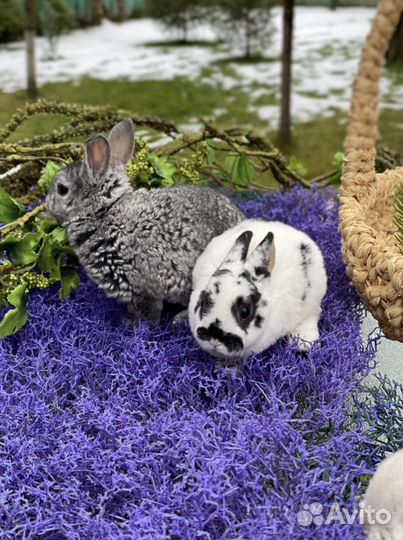 Большой выбор крольчат