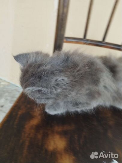 Котёнок девочка в добрые руки