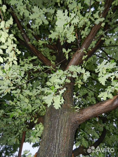 Саженцы дуба