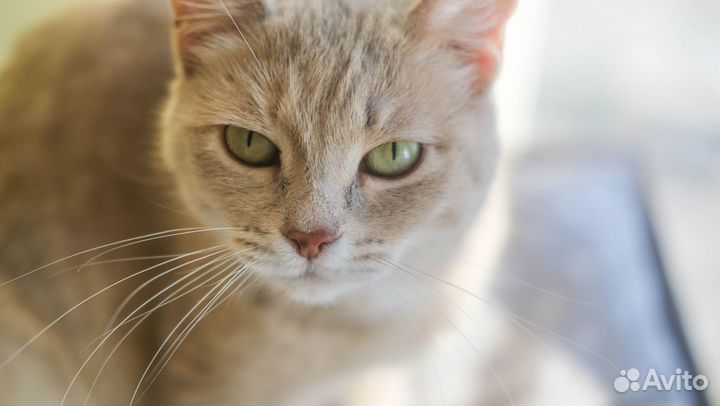 Кошка Персик