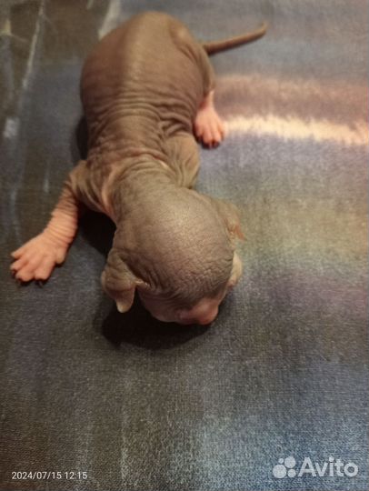 Бронирование котят породы канадский сфинкс