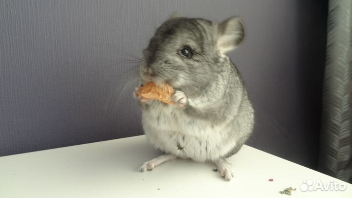 Шиншиллы стандарт мальчики и девочки