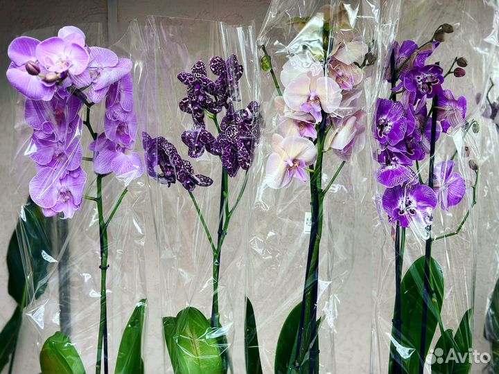 Коллекционные орхидеи