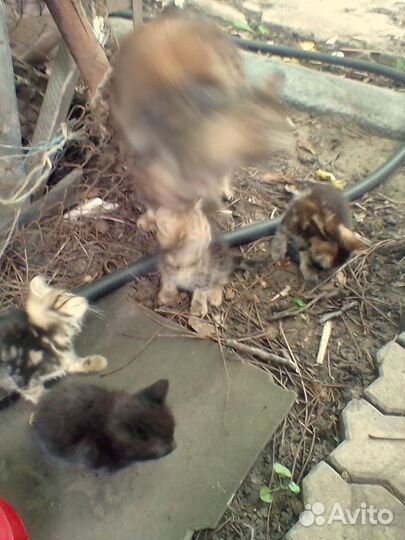 Котята в добрые руки бесплатно