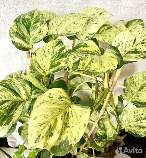 Эпипремнум марбл эппл (marble apple)