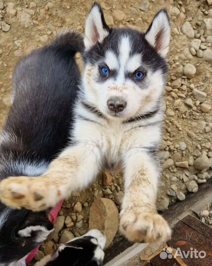 Щенки хаски