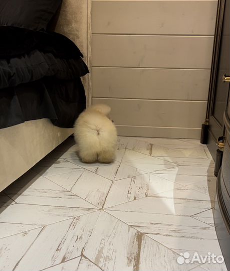 Шпиц micro mini большой выбор