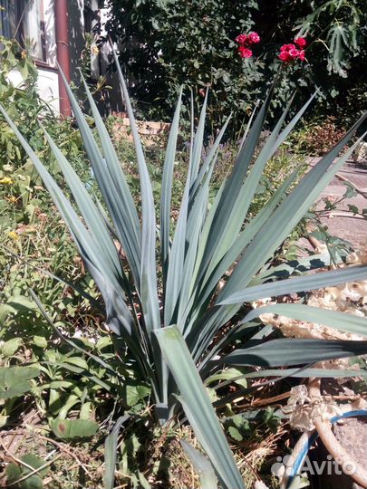 Императа ред барон, юкка голубая