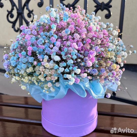 Гипсофилав Коробке