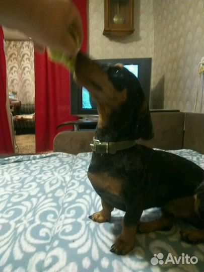 Такса вязка