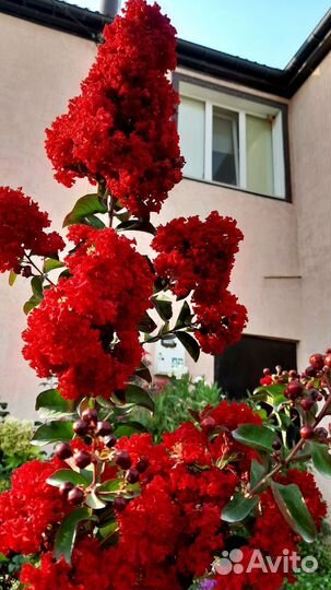 Сирень обыкновенная и Лагерстремия, читай текст