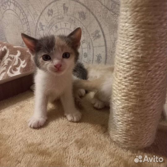 Котята в добрые руки бесплатно