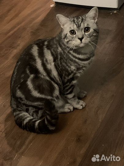 Британский кот