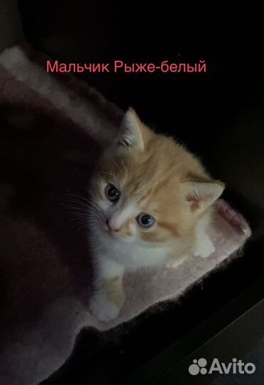 Котята в дар. Помесь Норвежской лесной кошки