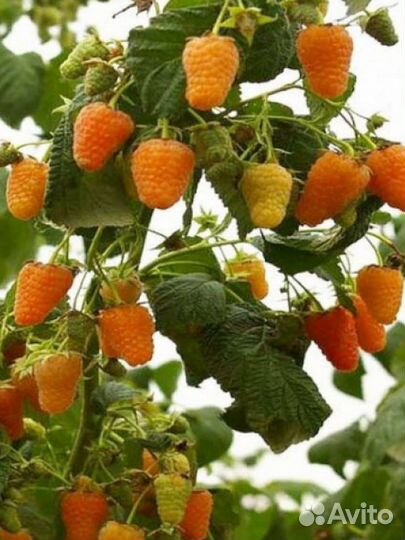 Ремонтантная малина. Бронь на весну