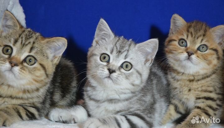 Британские котята