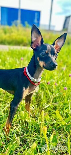 Русский той-терьер