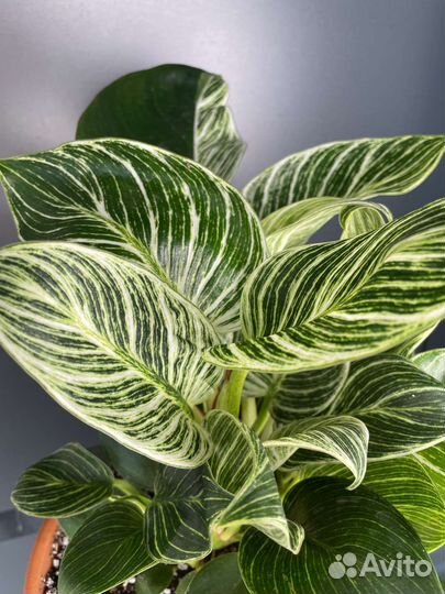 Филодендрон Биркин