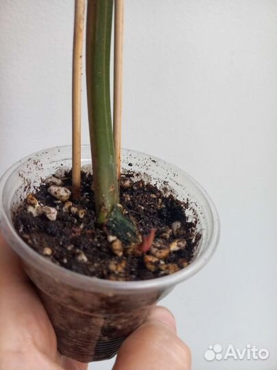 Филодендрон карамель марбл вар