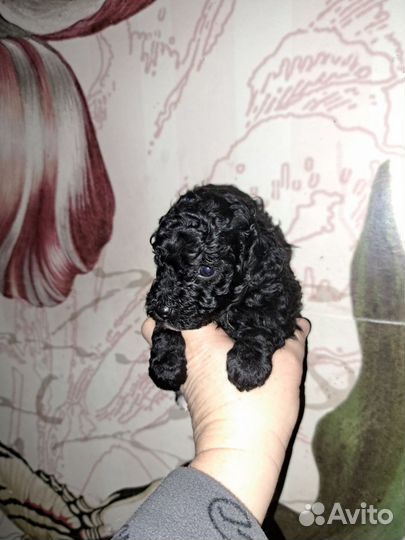 Пуделяшки кучеряшки