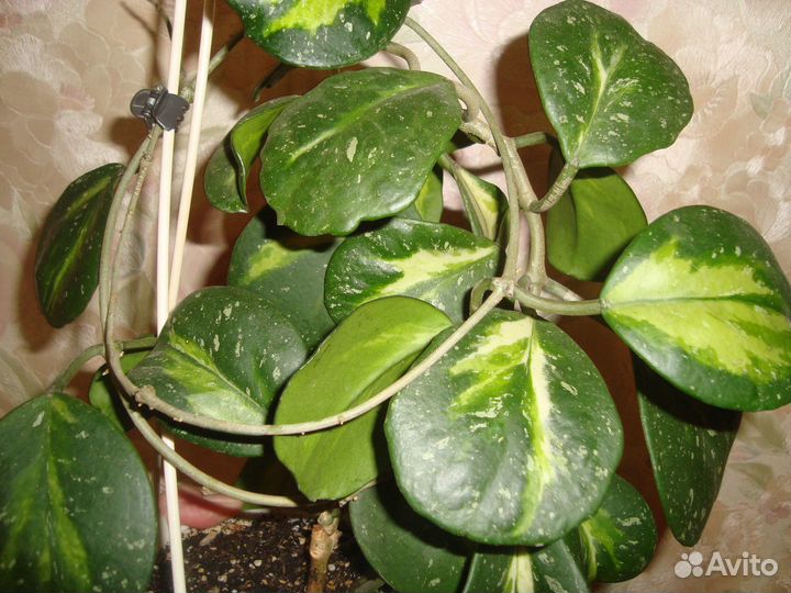 Хойи и не только