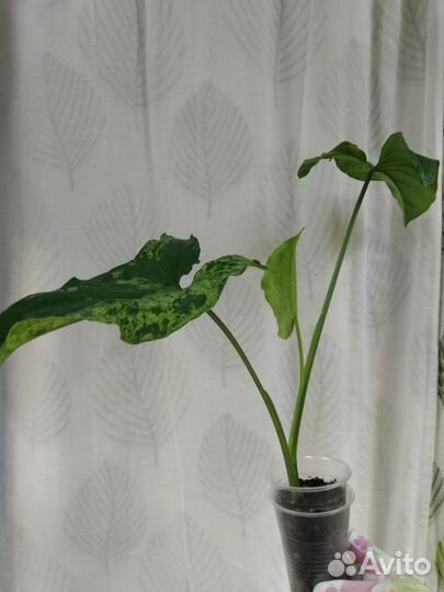 Сингониум Mottled Arrowhead