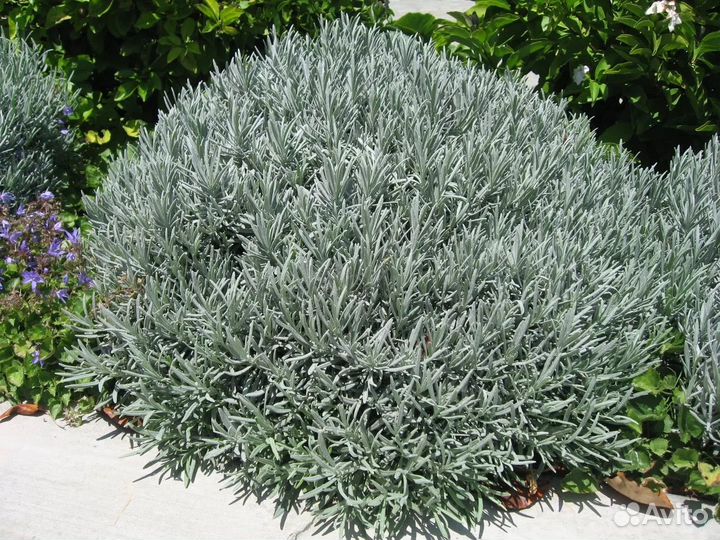 Лаванда широколистная