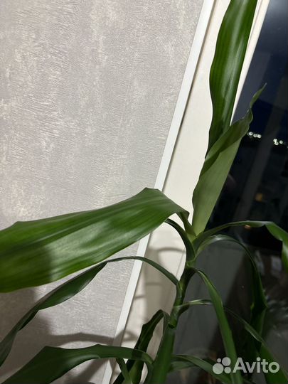 Пальма драцена