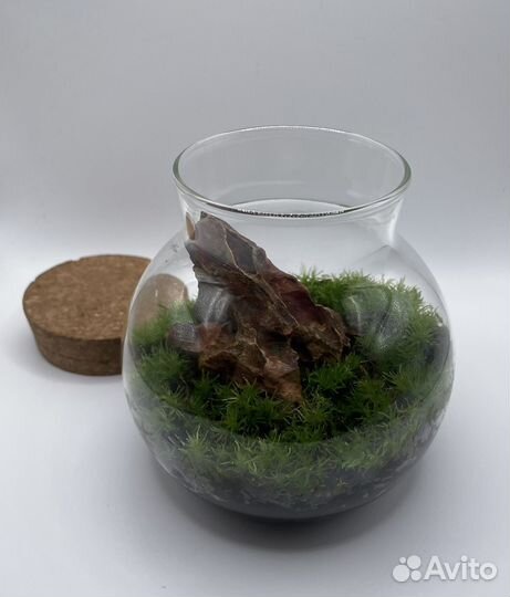 Флорариум моссариум