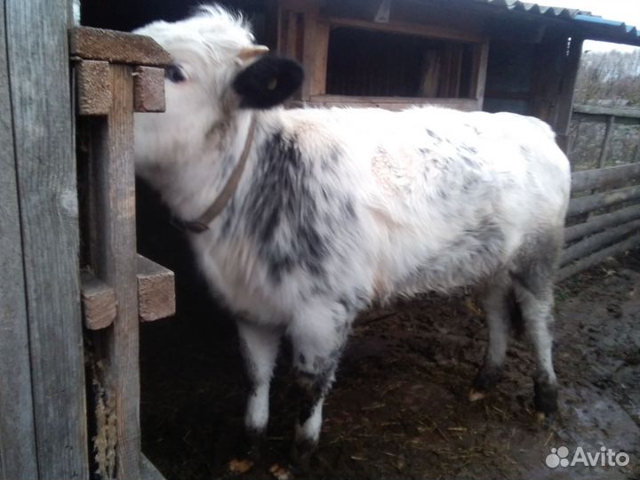 Корова телка