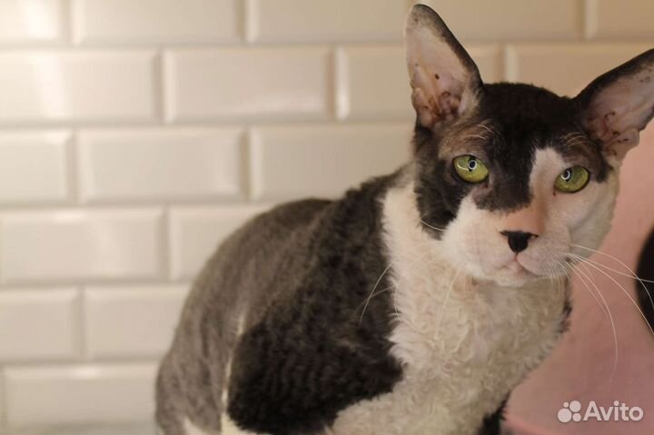 Корниш рекс в добрые руки